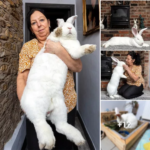 Giant Rabbit Love: Get to Know Jester, the 20lb Bunny who Loves STRICTLY Come Dancing and Luxuriates in His Bedroom Retreat